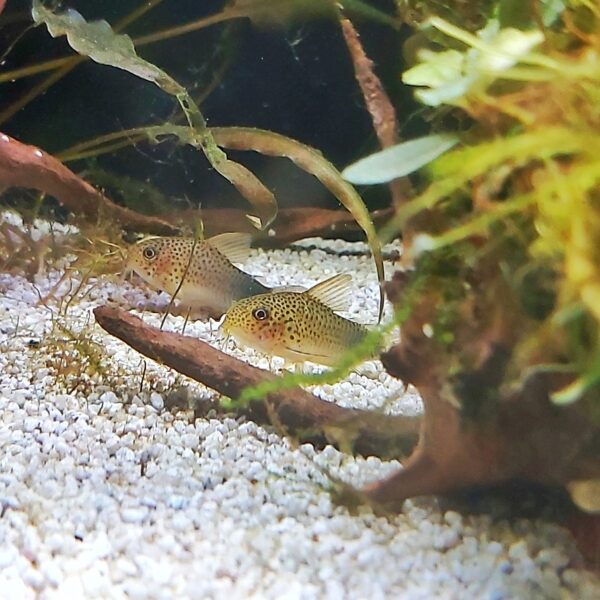 Corydoras Similis - Similis Panzerwels