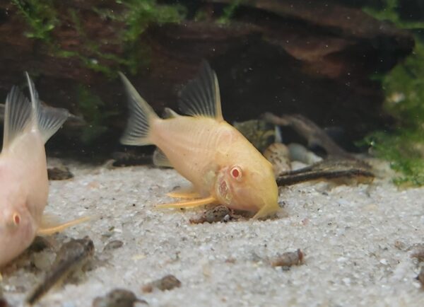 Corydoras Sterbai - Sterbas Panzerwels