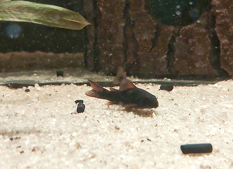 Corydoras aeneus venezuela black – schwarzer Metallpanzerwels