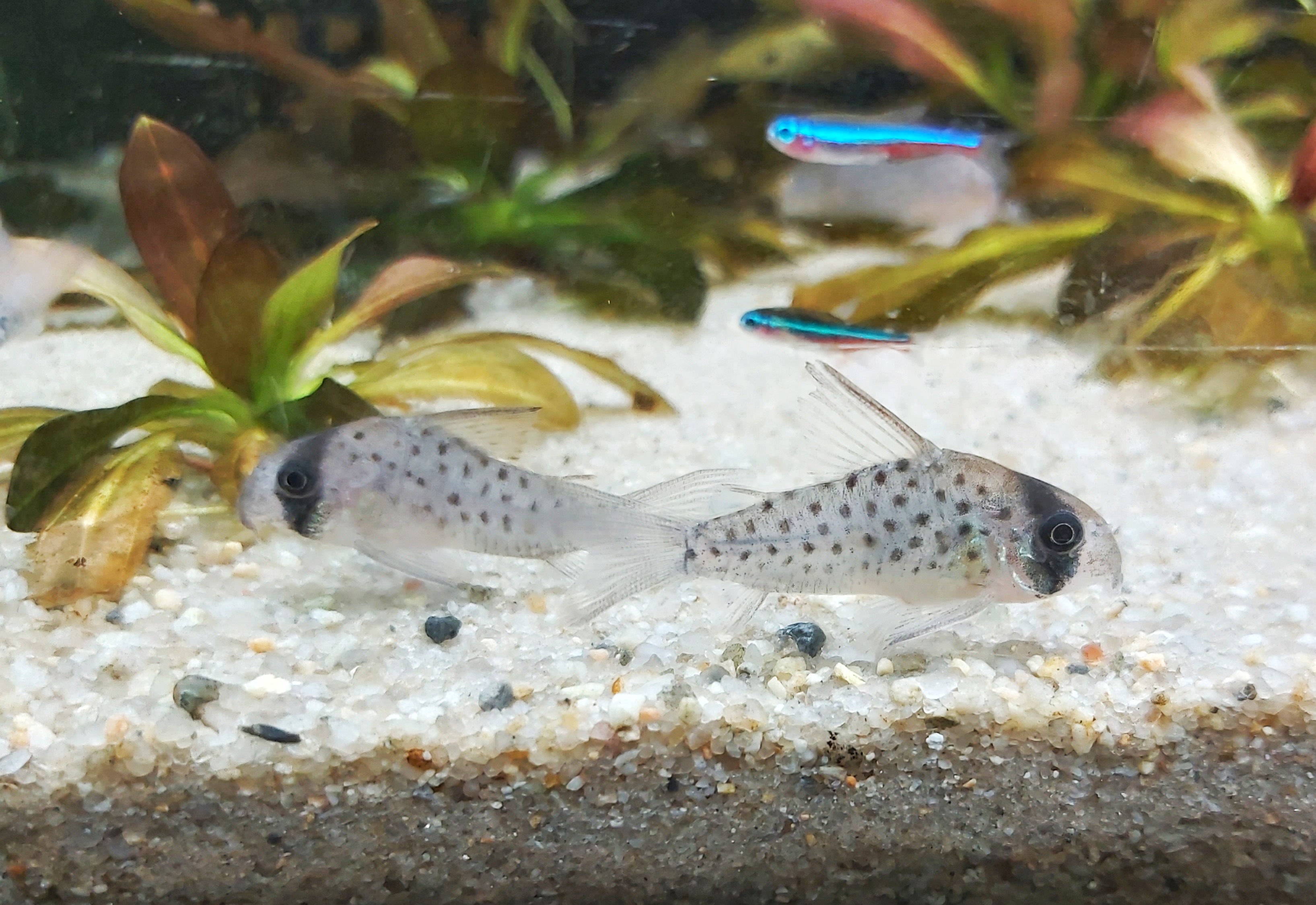 Corydoras-atropersonatus-fleckenpanzerwels.jpg