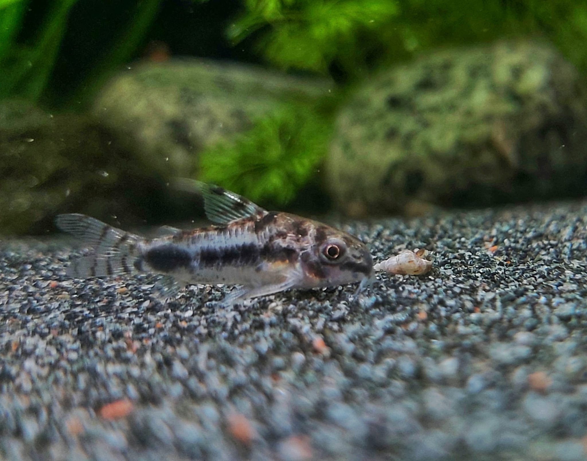 Corydoras habrosus – Marmorierter Zwergpanzerwels