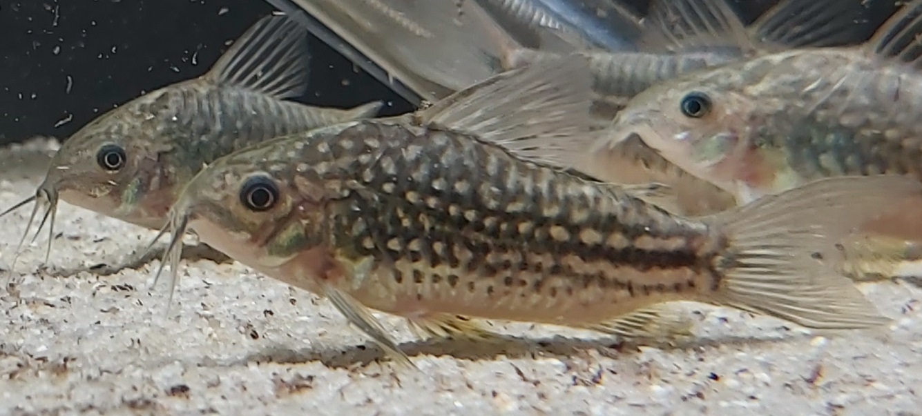 Corydoras nanus – Nanus Panzerwels