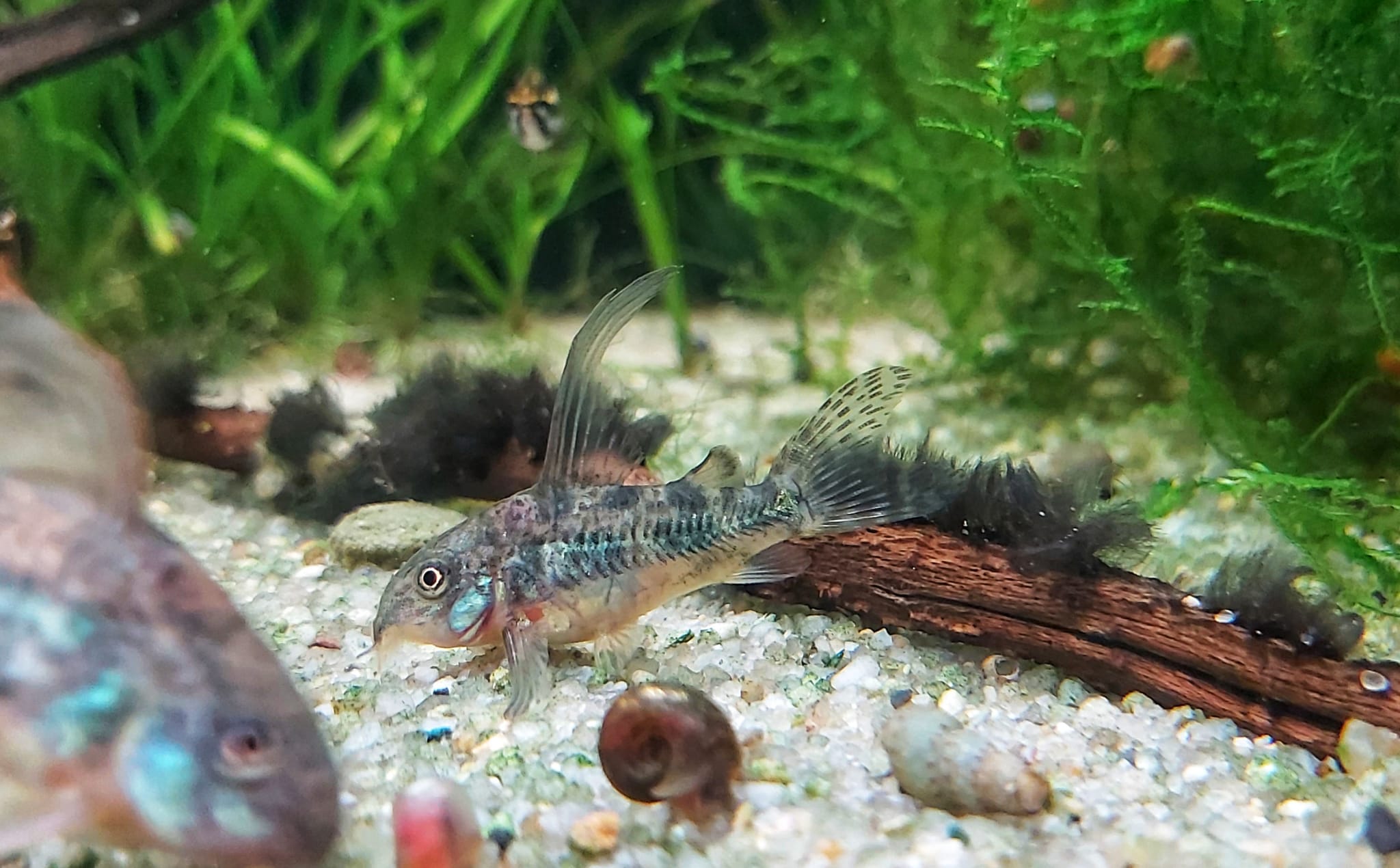 Corydoras Paleatus High Fin – Marmorierter Panzerwels High Fin