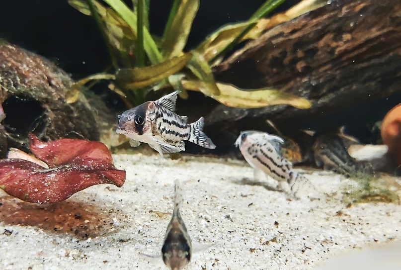 Corydoras schwartzi – Schwartz’ Panzerwels