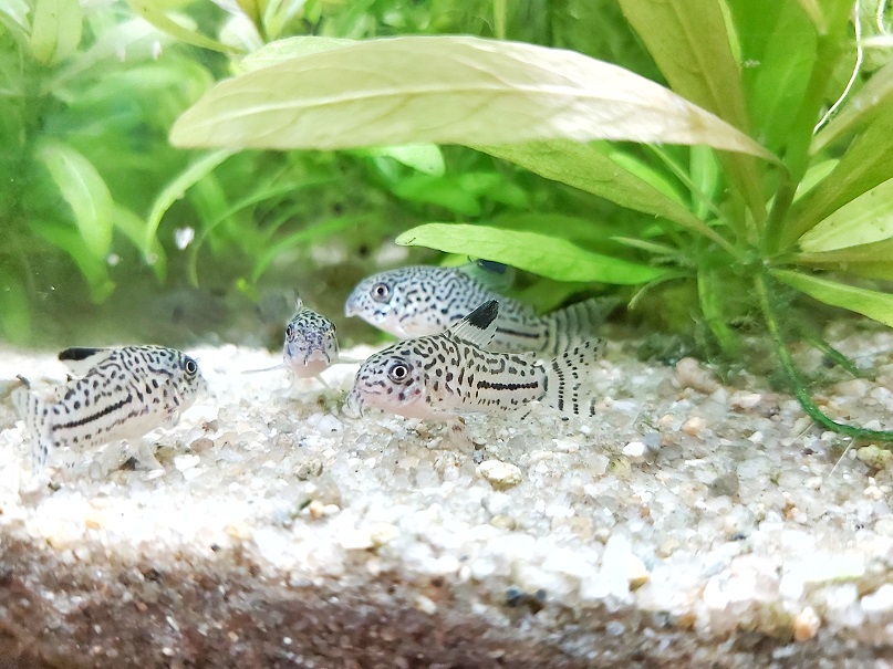 Corydoras-trilineatus-Dreibinden-Panzerwels.jpg