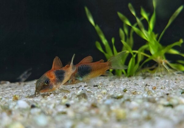 Corydoras venezuelanus Orange - orangener Venezuela Panzerwels