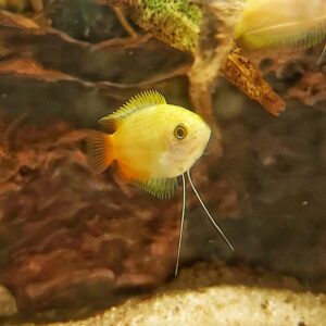 Cosila-chuna-Honiggurami-gold.jpg