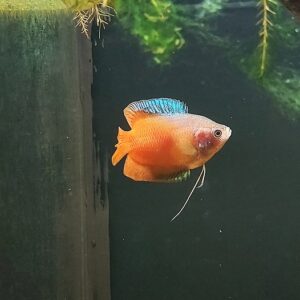 Cosila-lalia-roter-Zwergfadenfisch_.jpg