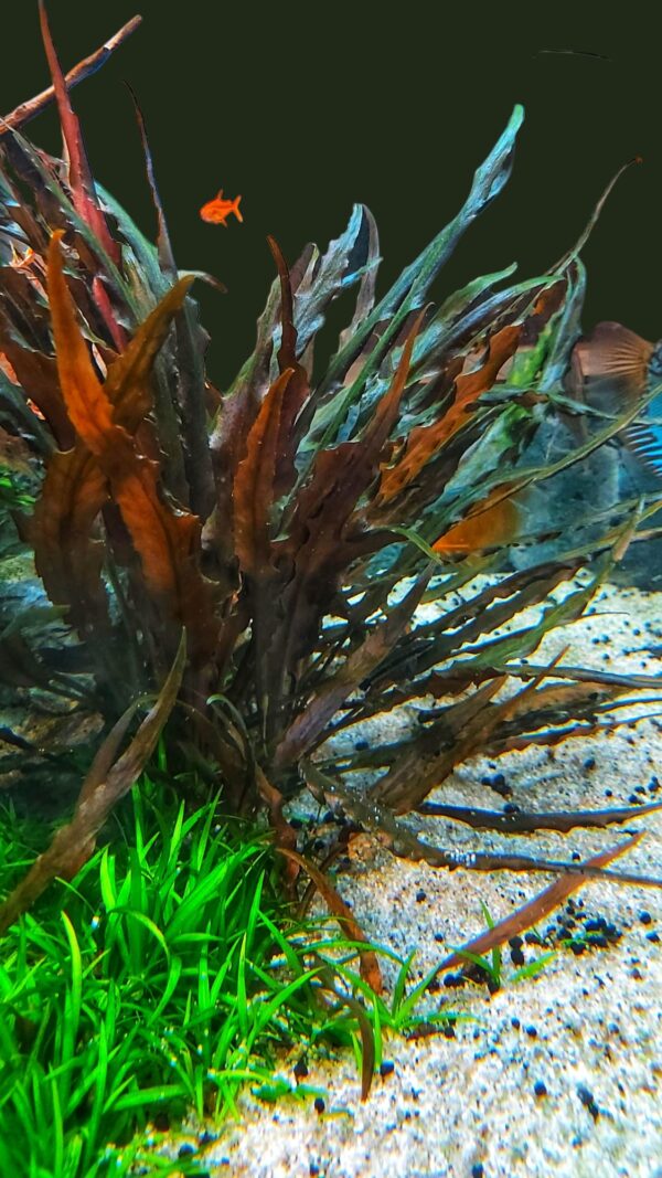 Cryptocoryne affinis red - rot geflammter Wasserkelch