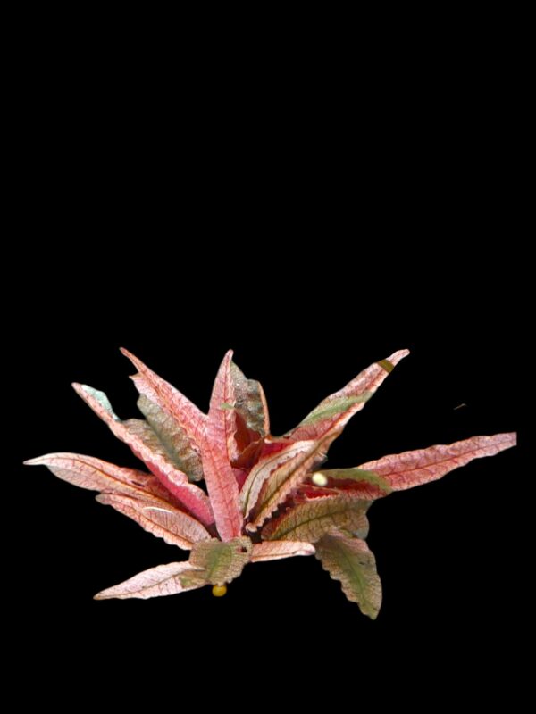 Cryptocoryne wendtii 'Flamingo' - Flamingo Pinker Wasserkelch