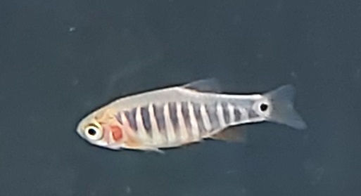 Danio erythromicron - Quergestreifter Zwergbärbling