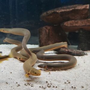 Erpetoichthys-calabarinctus-Floesselaal.jpg