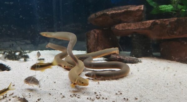 Erpetoichthys-calabarinctus-Floesselaal.jpg
