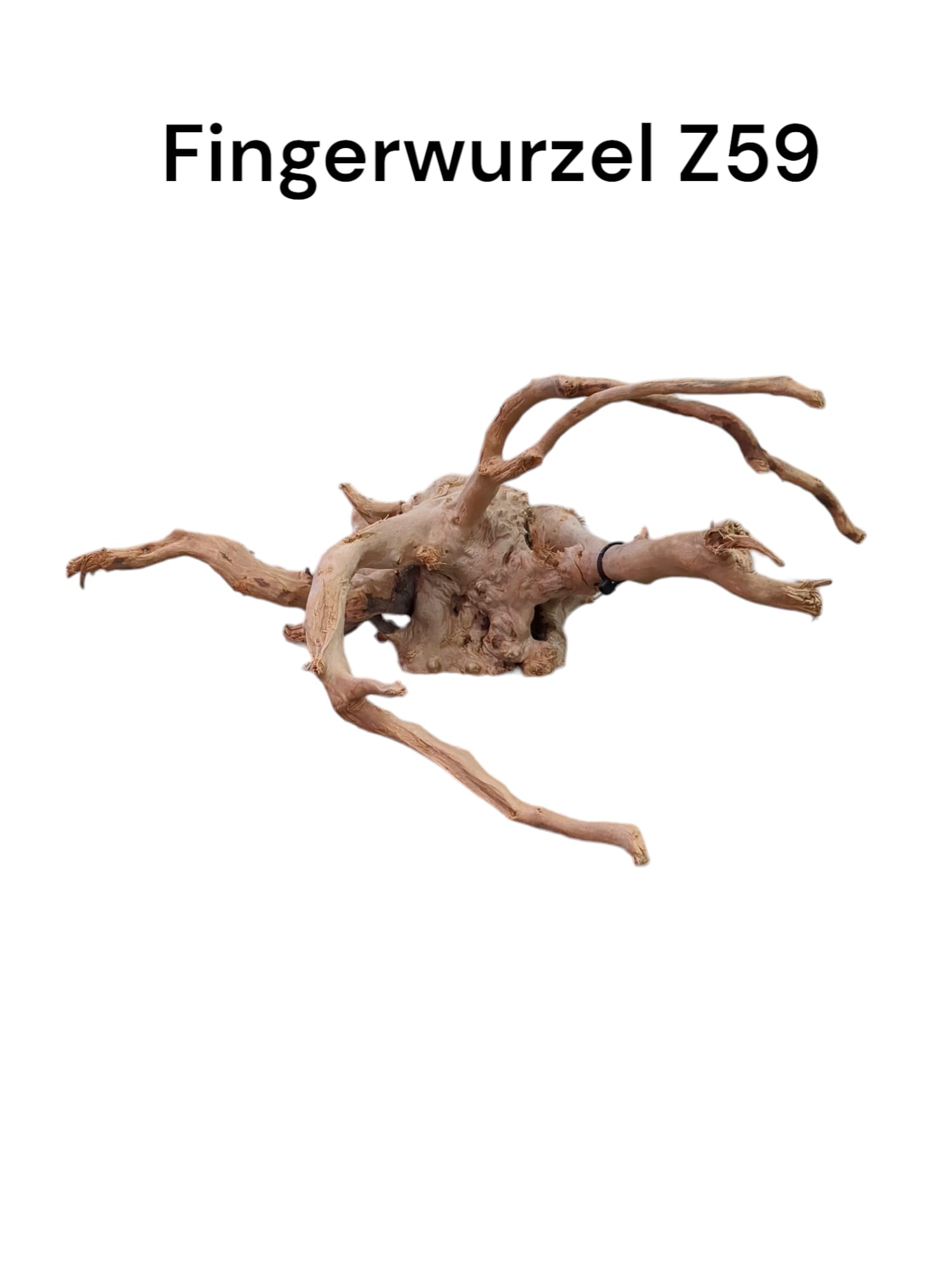 Fingerwurzelz59.jpg