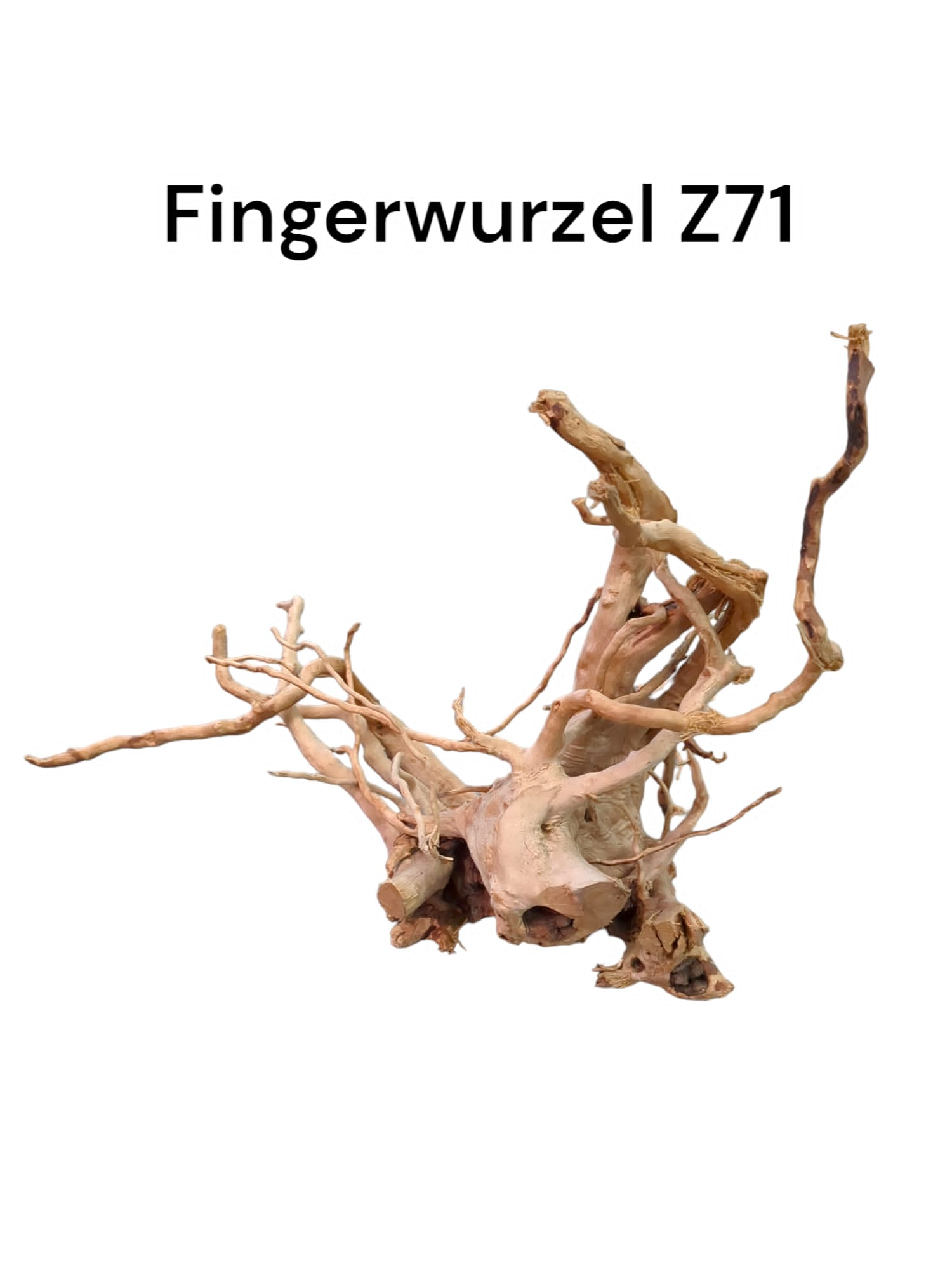 Fingerwurzelz71a.jpg