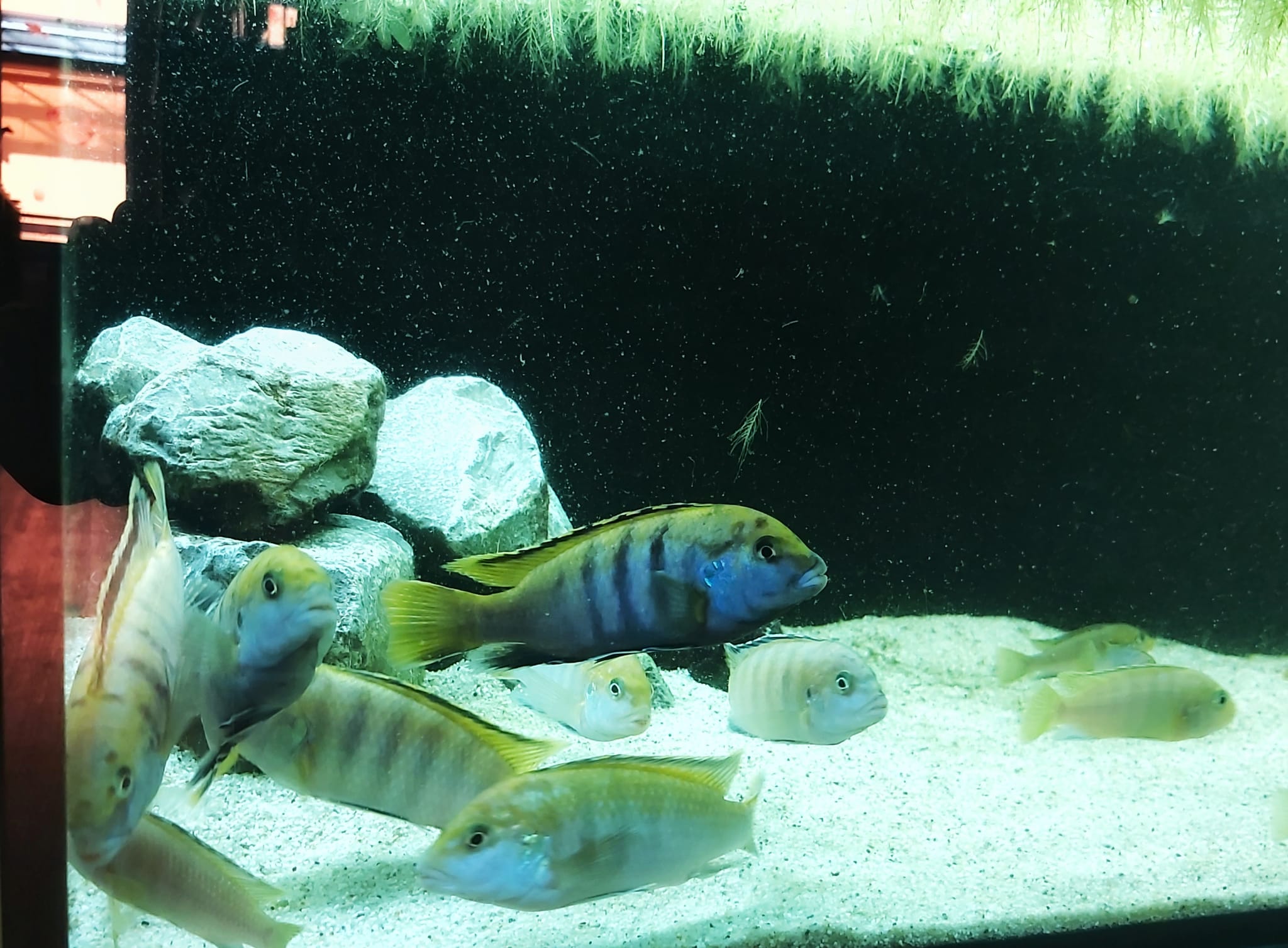 Labidochromis-yellow-x-labidochromis-mbamba-Gelbblauer-Maulbrueter.jpg