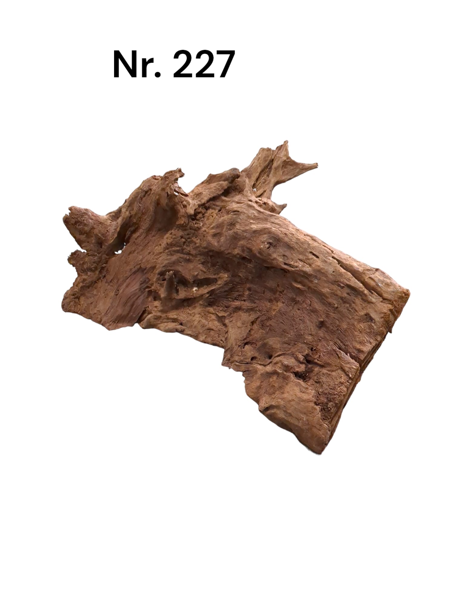 Mangrovenwurzel Nr. 227