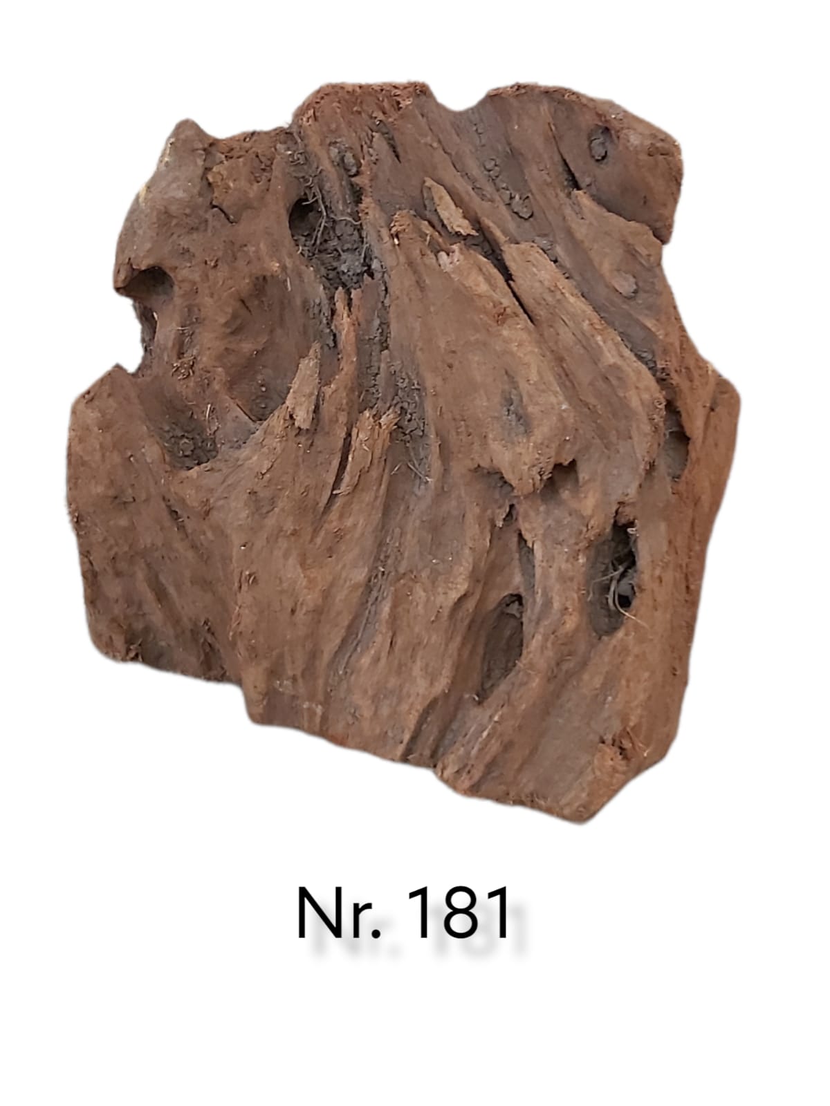 Mangrovenwurzel-Nr-181.jpg