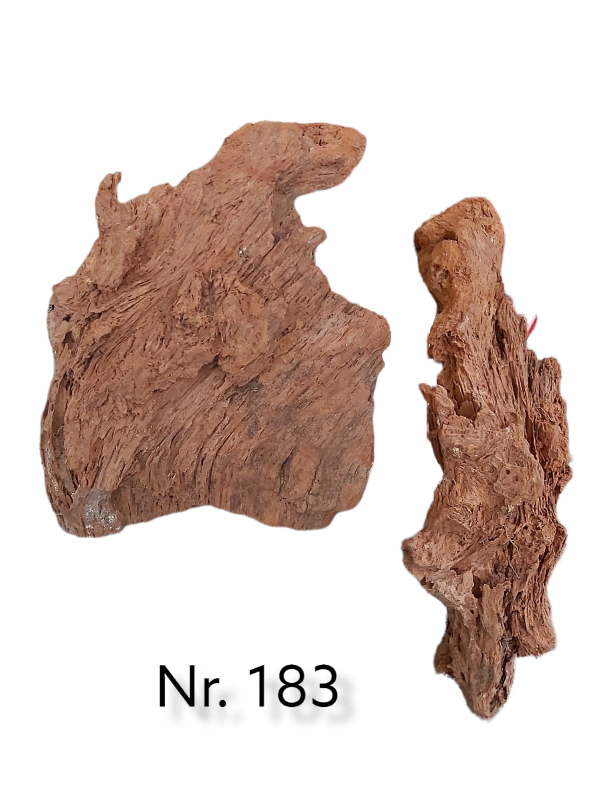 Mangrovenwurzel-Nr-183.jpg