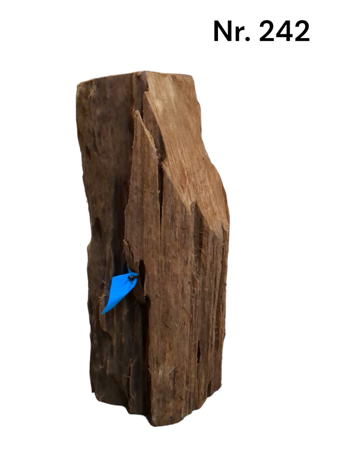 Mangrovenwurzel-Nr-242_.jpg