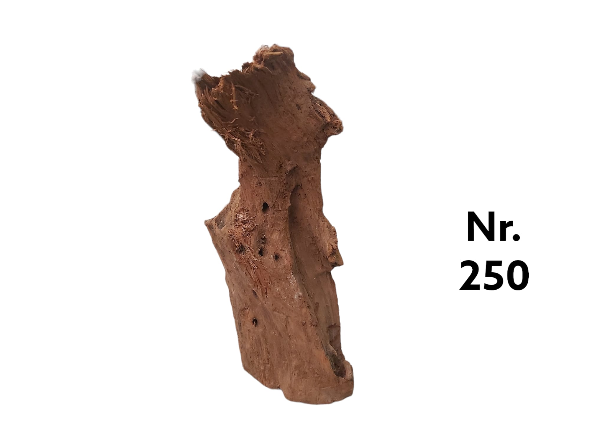 Mangrovenwurzel Nr. 250