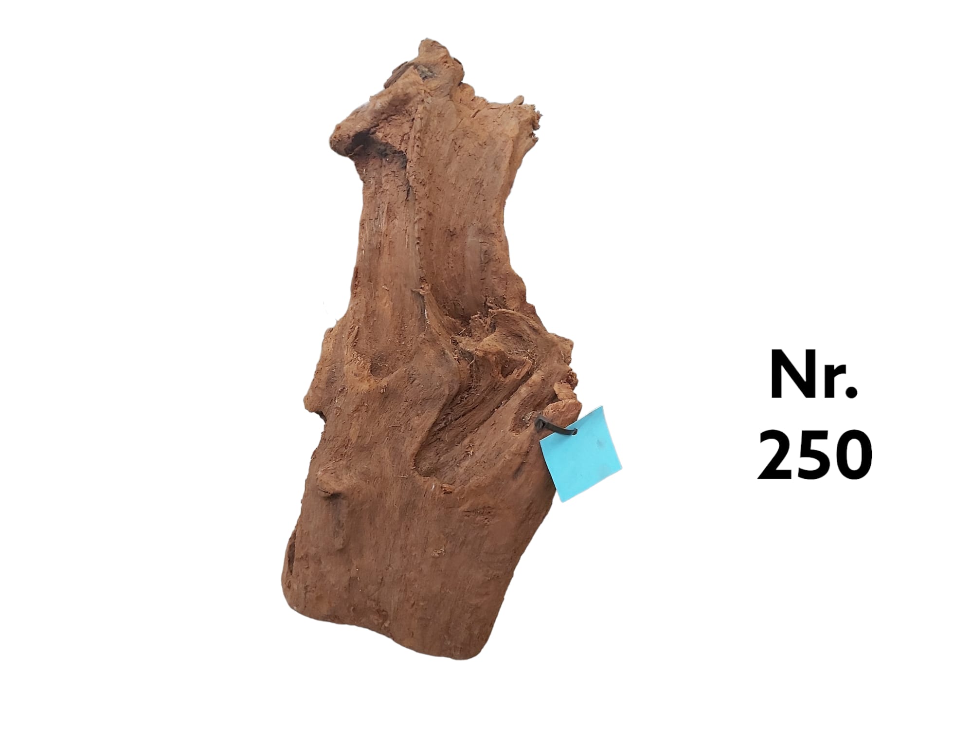 Mangrovenwurzel-Nr-250tMumhKFeiOW86.jpg