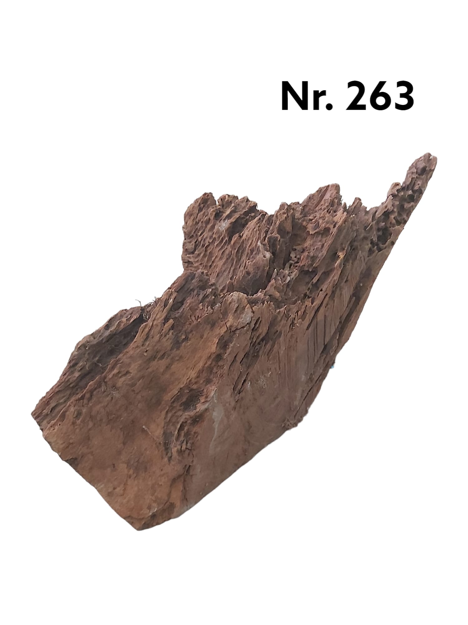 Mangrovenwurzel-Nr-263_.jpg