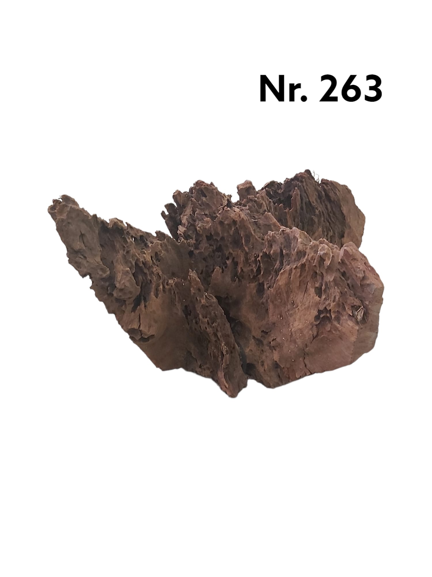 Mangrovenwurzel-Nr-263__.jpg
