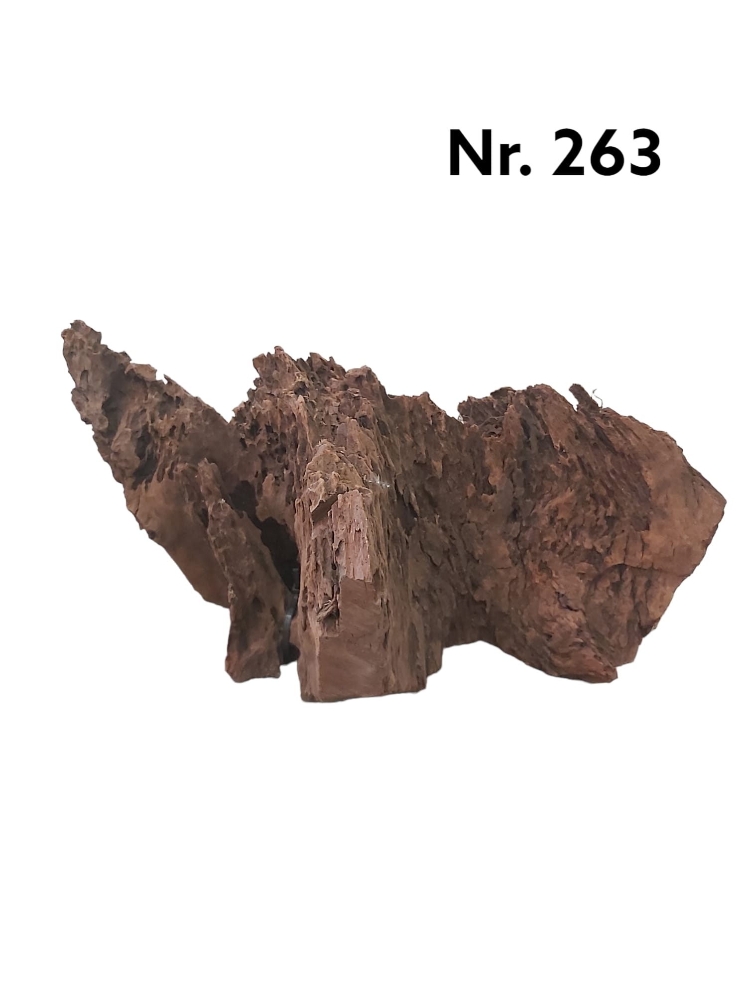 Mangrovenwurzel-Nr-263___.jpg
