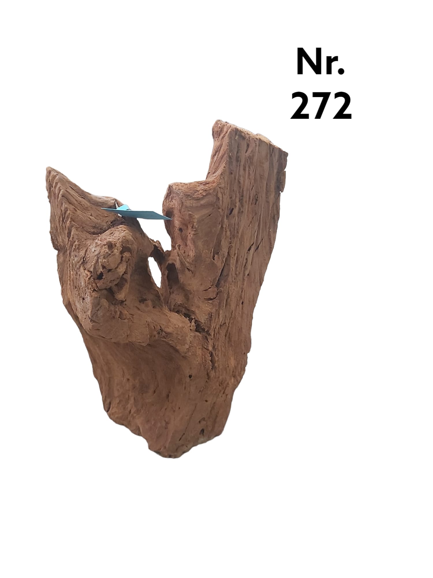 Mangrovenwurzel-Nr-272__.jpg