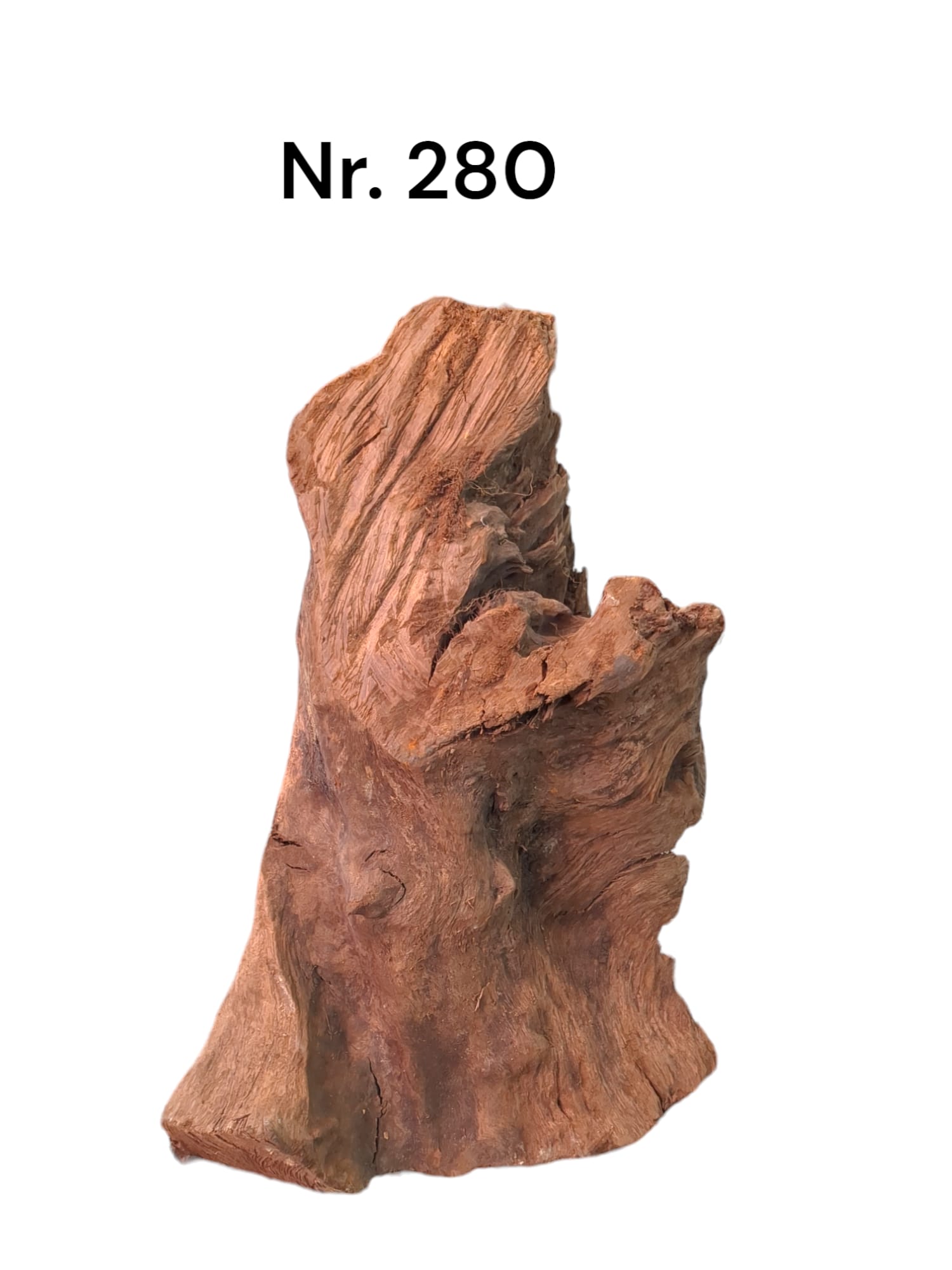 Mangrovenwurzel-Nr-280qFfV92A59fKkn.jpg