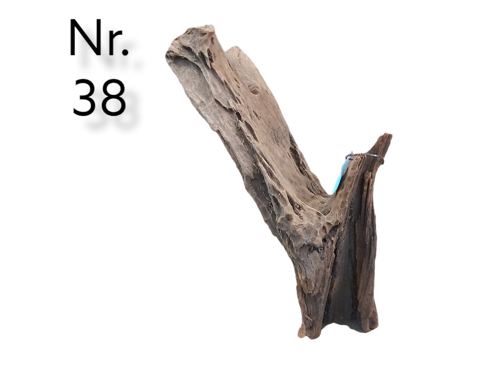Mangrovenwurzel-Nr-38.jpg