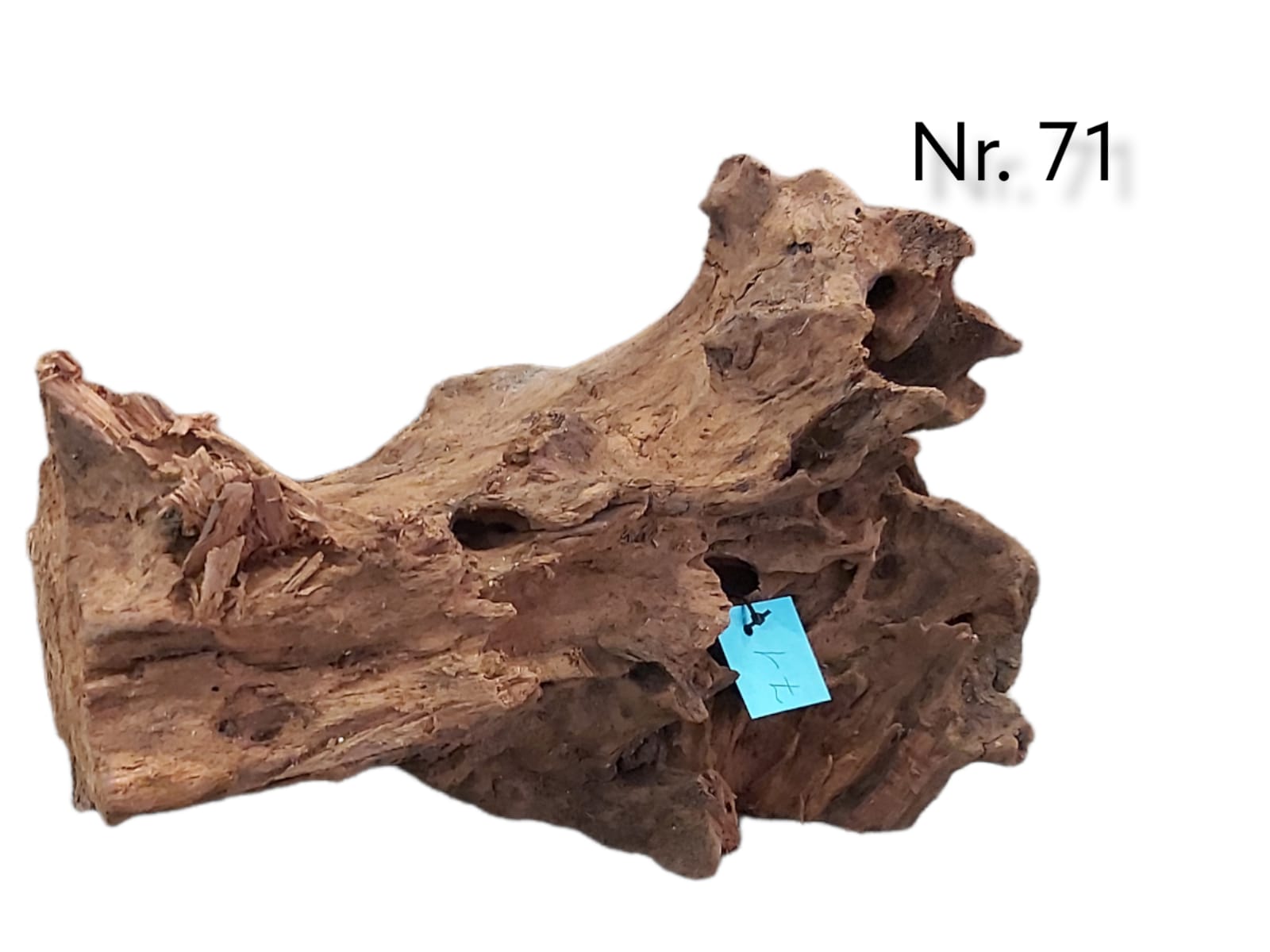 Mangrovenwurzel-Nr-71.jpg