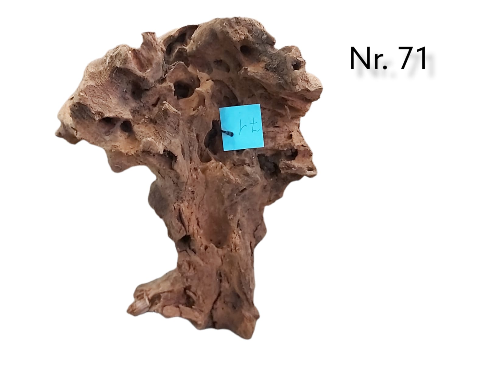 Mangrovenwurzel-Nr-71_.jpg
