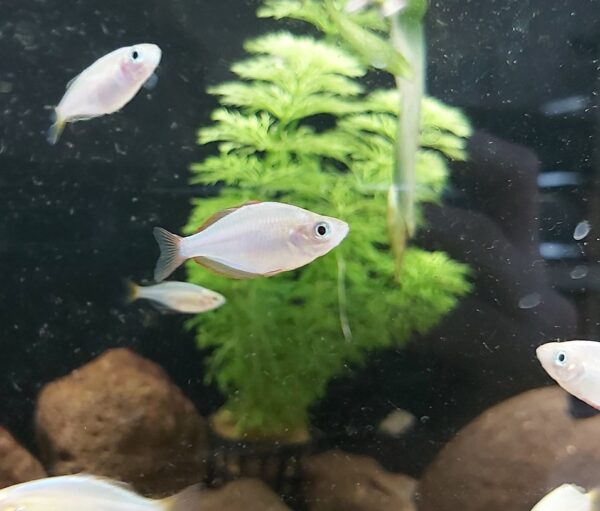 Melanotaenia praecox - Diamant Regenbogenfisch