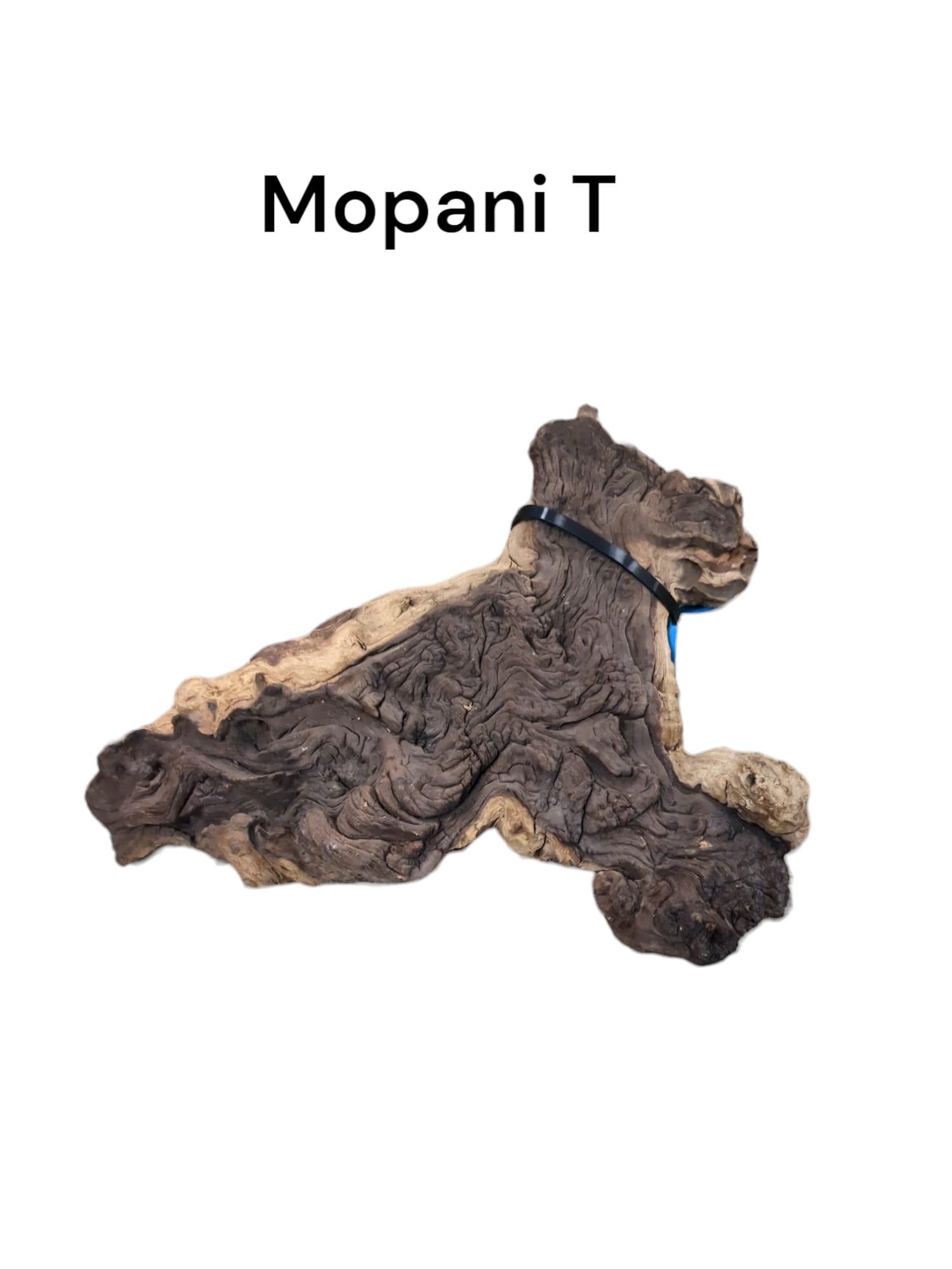 Mopani-T.jpg