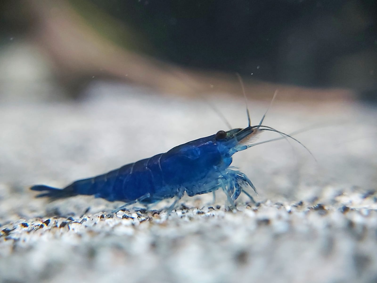 Neocaridina-davidi-Blue-Sapphire-Zwerggarnele__.jpg