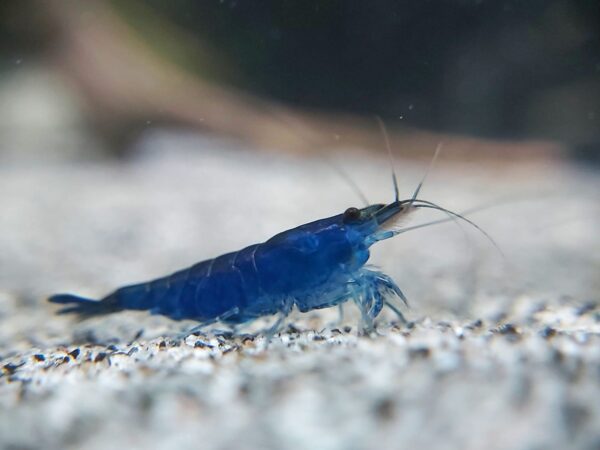 Blaue Garnele - Neocaridina davidi blue Dream Garnele