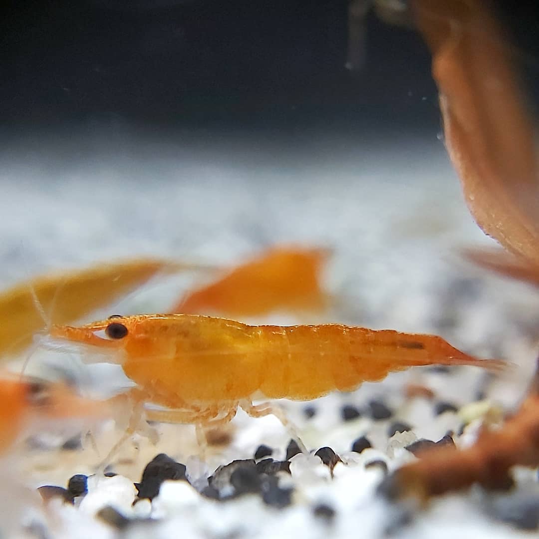 Neocaridina-davidi-Orange-Sakura-Garnele_.jpg