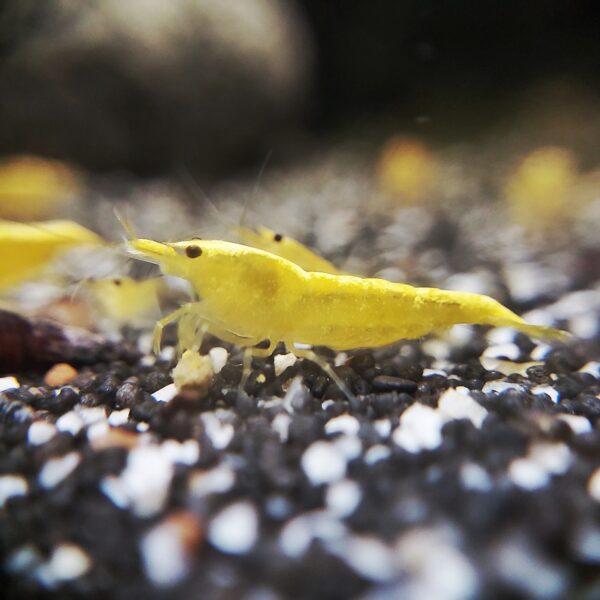 Neon Gelbe Garnele - Neocaridina davidi Yellow Fire Neon Garnele