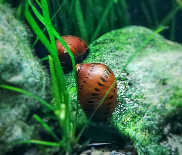 Neritina turrita - Orange Track Rennschnecke