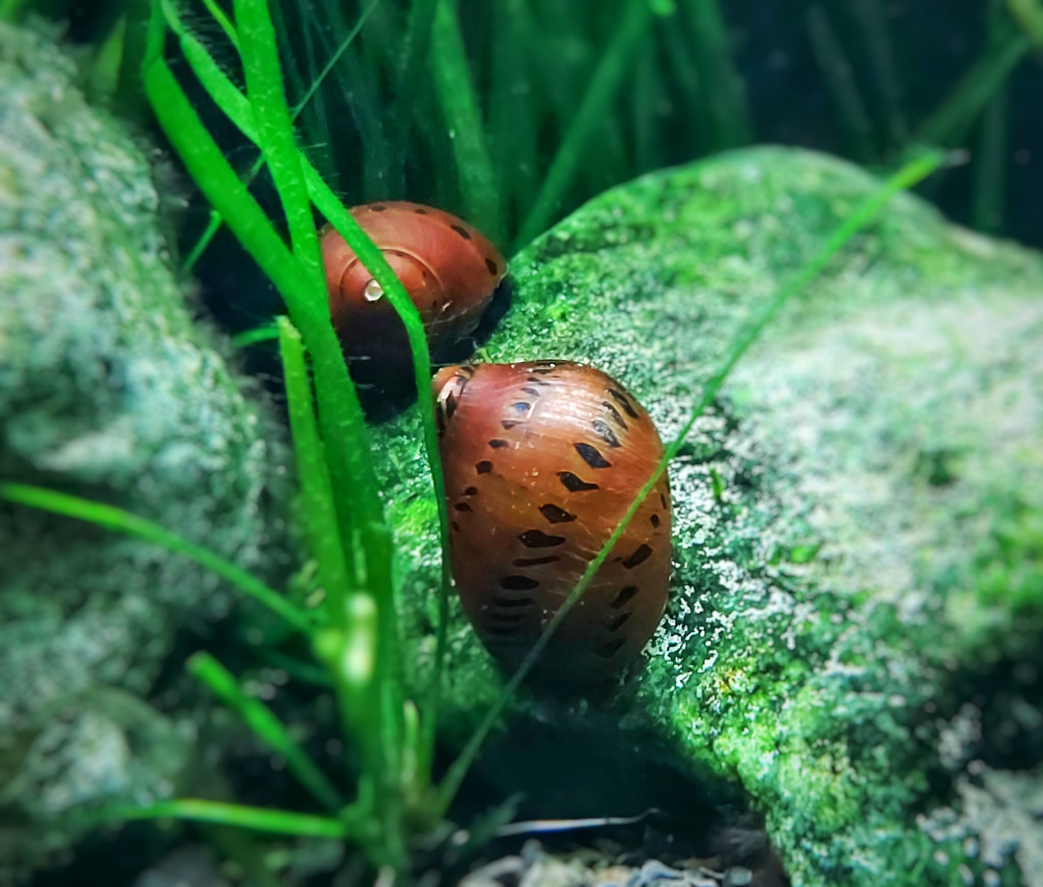 Orange-Track-Rennschnecke.jpg