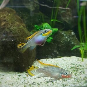 Pelvicachromis-taeniatus-nigeria-red-Smaragdprachtbarsch-weiblichluTZ47Tlq3CIK.jpg