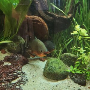 Piranha.jpg