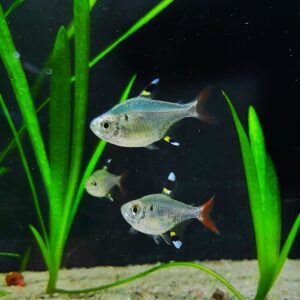 Pristella-maxillaris-Sternflecksalmler-schoen.jpg