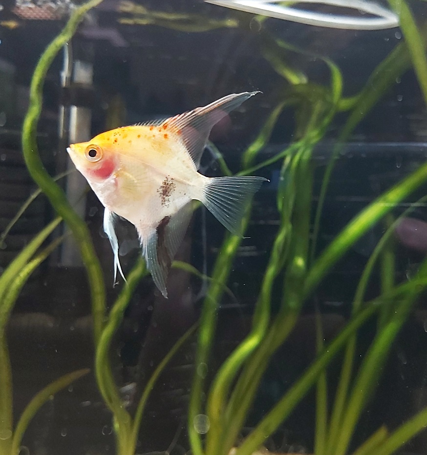 Pterophyllum Scalare – Skalar Koi mix Diamant