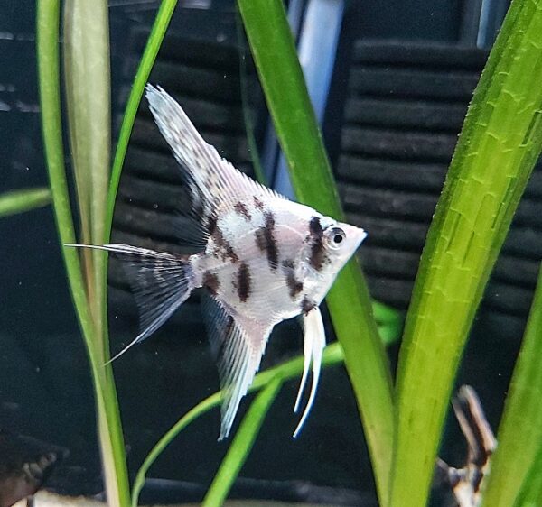 Pterophyllum scalare - Dalmatiner Skalar