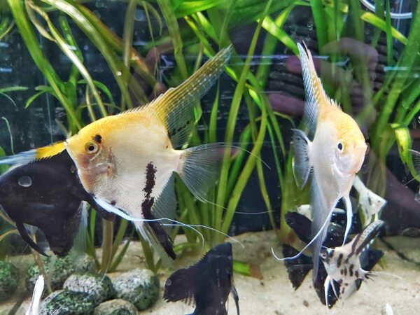 Pterophyllum scalare - Skalar Mix