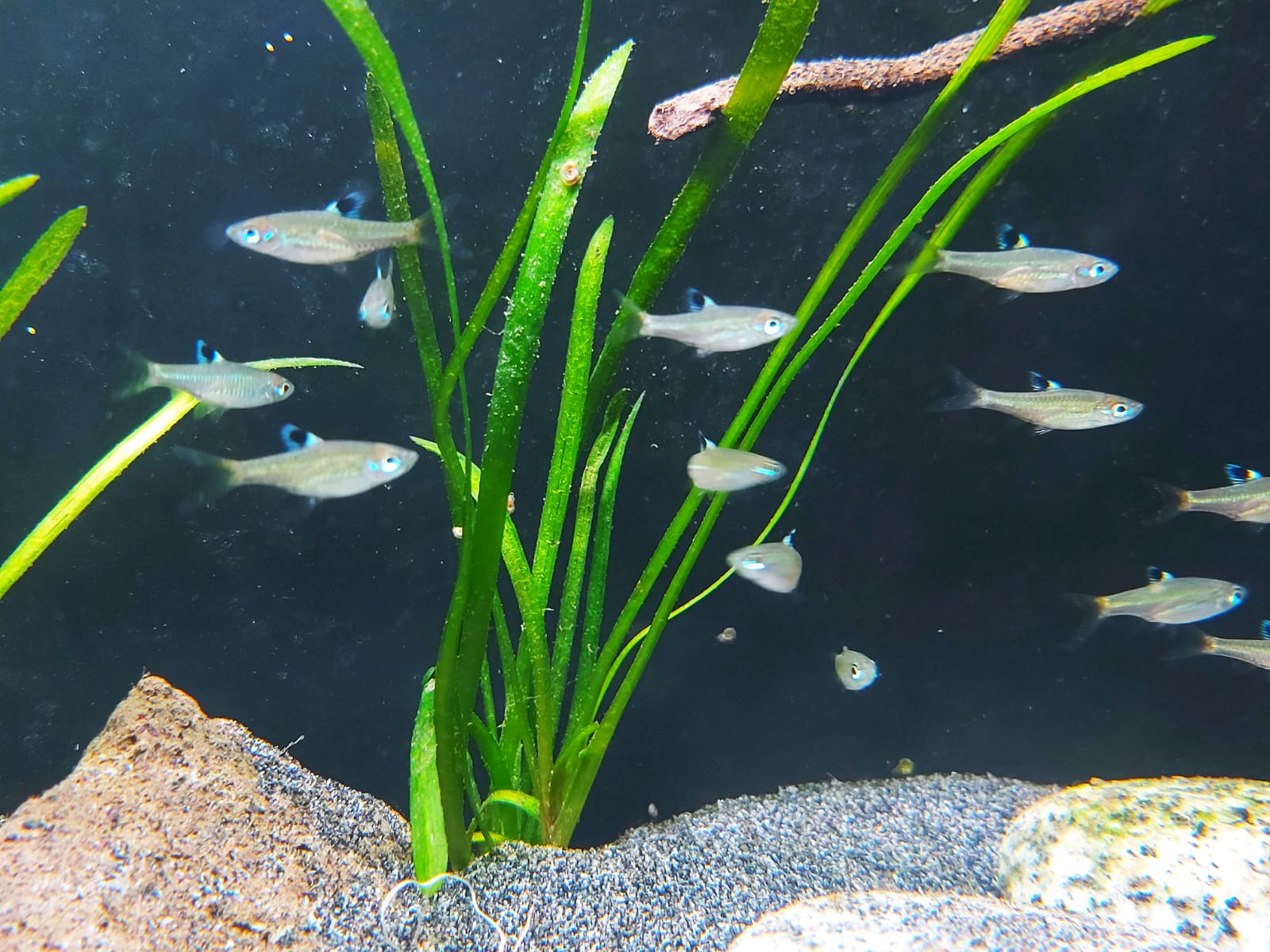 Brevibora dorsiocellata macrophthalma – kleiner Leuchtaugenbärbling