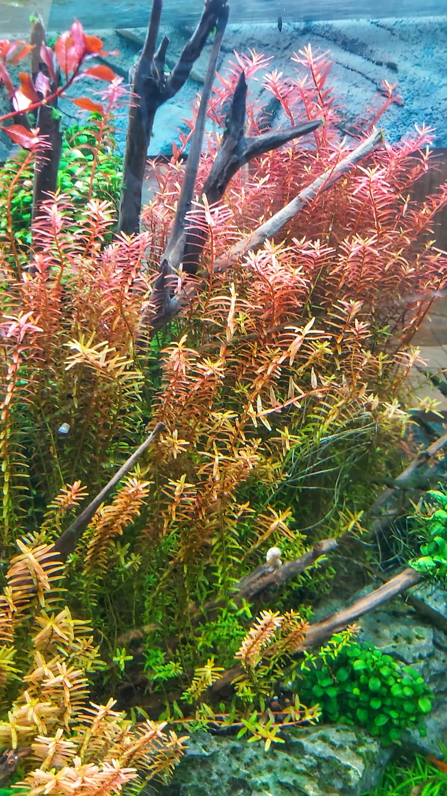 Rotala-rotundifolia-H-ra.jpg